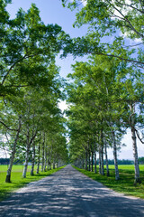 北海道、十勝牧場の白樺並木