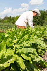 Naklejka premium Male farmer in a hat harvests greens. Plantation of ripening sorrel