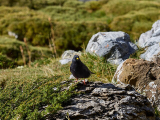 Yellow-billed chough, Pyrrhocorax graculus, near the horsetail waterfall, Ordesa National Park, Spain.