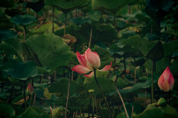 Lotus flower or Nelumbo nucifera in a pond of gently swaying leaves showing the concept of spring...