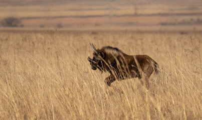 Running young Black Wildebeest, South Africa
