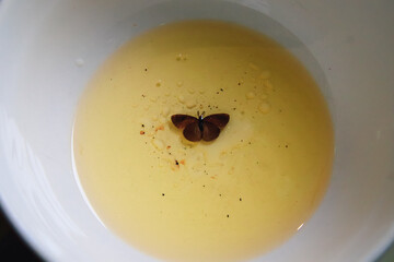 Close up of the moth trapped in a bowl of oil showing the concept of existentialism, mortality,...