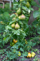 Big green pears ripening on a branch in beautiful garden. Harvest own garden, cultivating fruits