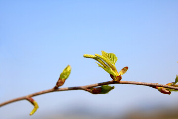 Frühlingserwachen