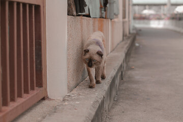 Abandoned stray Siamese cat walking along the deserted alleys of Bangkok City