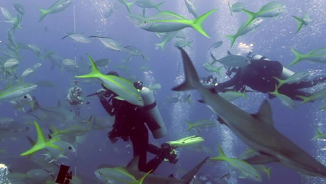 People with pack of sharks in school of fish in underwater marine wildlife. Dangerous animals and diving on seabed of ocean. Dive show Shark feading in Bahamas on Pacific Ocean.