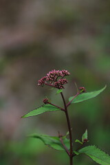 wild flowers