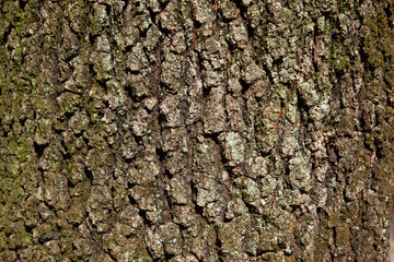 Background of brown tree bark with moss, close-up. Relief natural texture of oak trunk for publication, screensaver, wallpaper, postcard, poster, banner, cover, website, post. High quality photo