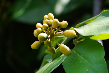 Fototapeta premium The exotic of krakas fruit. Indonesian also called kakas