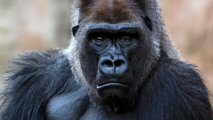 Dramatic close-up portrait of a sad silverback gorilla making eye contact