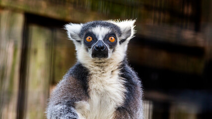Portrait of a ring-tailed lemur making eye contact