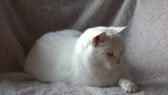 Wei&szlig;e Katze sitzt auf dem Sofa und schaut interessiert mit Schlitzpupillen umher. Heller Hintergrund, Nahaufnahme