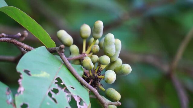 The exotic of krakas fruit. Indonesian also called kakas