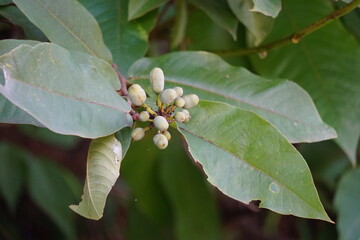 The exotic of krakas fruit. Indonesian also called kakas