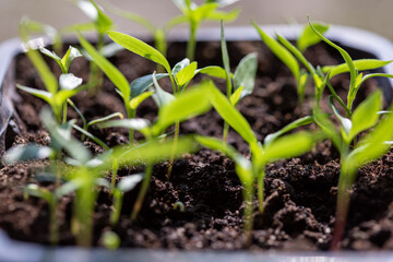 Vegetable seedling in a pot. Indoor gardening and germinating seedlings