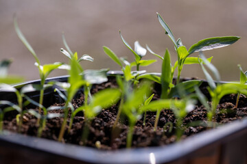Vegetable seedling in a pot. Indoor gardening and germinating seedlings