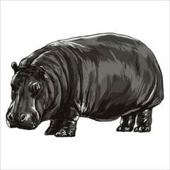 Hippopotamus vintage engrave isolated  vector illustration