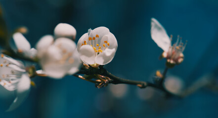 Springtime 