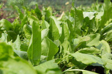 Close-up shot of a sorrel plantation