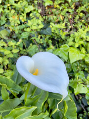 Zantedeschia aethiopica