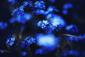 Beautiful little fragrant blue flowers of forget-me-nots bloom on a dark summer moonlit night....