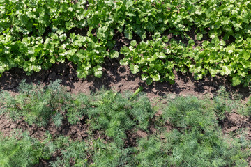 Fototapeta na wymiar Green and fresh dill and parsley grows on the garden beds