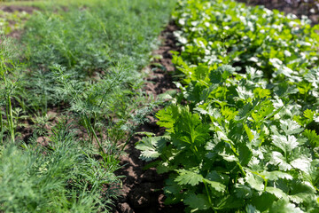 Green and fresh dill and parsley grows on the garden beds