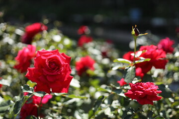 red roses in garden