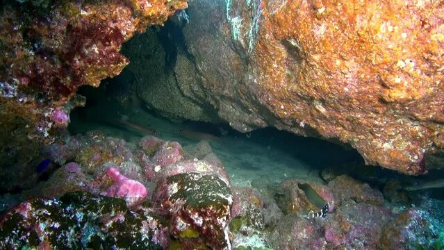 Flounder fish swims away rapidly underwater on background of floating divers on sandy bottom of volcanic origin in Atlantic ocean. Camouflage grey of plaice, flatfish on seabed of La Palma.