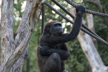 Gorilla