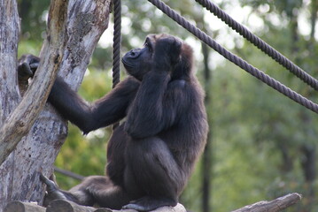junger Gorilla