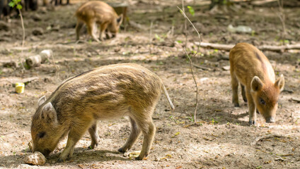 Young little wild pigs (Sus scrofa) searching for food in a forest glade, selective focus