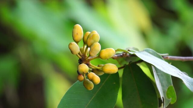 The exotic of krakas fruit. Indonesian also called kakas