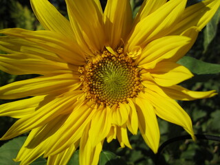 Sonnenblume
