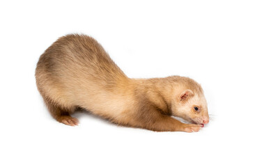 Ferret on a white background is insulated. Light color of the pet. Ermine, weasel, marten. Ferret eats treats.