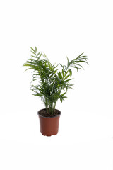 Fototapeta na wymiar Decorative Areca palm on white background