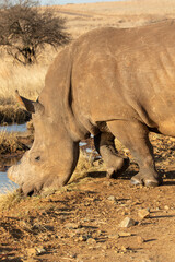 Obraz premium Dehorned White Rhino, South Africa