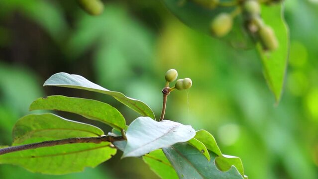 The exotic of krakas fruit. Indonesian also called kakas
