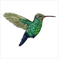 Fototapeta premium Watercolor drawn hummingbird on white background 