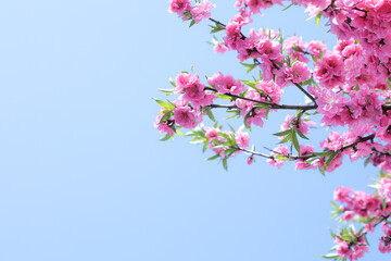Fototapeta na wymiar 晴れた日の葉桜