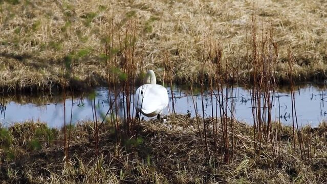 Whooper swan (Cygnus cygnus) near the nest, the spring period of the beginning of egg laying. Forest-tundra Whooper swans population