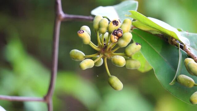 The exotic of krakas fruit. Indonesian also called kakas
