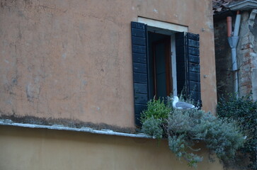 The seagull looks out the window.