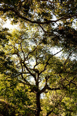 Bajo las sombras del árbol