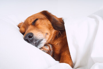 Cute Dachshund dog sleeping in bed on a pillow like a human. Pet friendly hotel concept