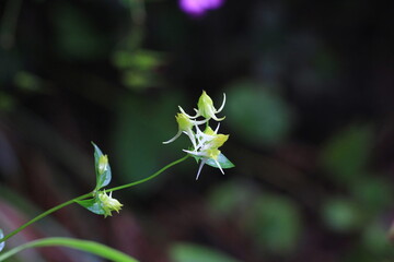wild flowers