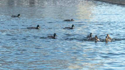 Waterfowl ducks and drakes on a winter river near open water in the city. A flock of ducks in the cold water.