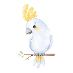 Watercolor illustration of a cartoon parrot. Tropical birds. Cute watercolor animals.