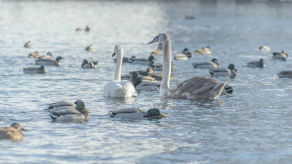 Swan and ducks on frozen river. Flock of wild ducks and swans swims in the pond. Wintering of wild birds in the city.