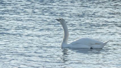 The lonely beautiful white swan is swimming in winter river. Wintering swan in the city river. Ornitology concepts.